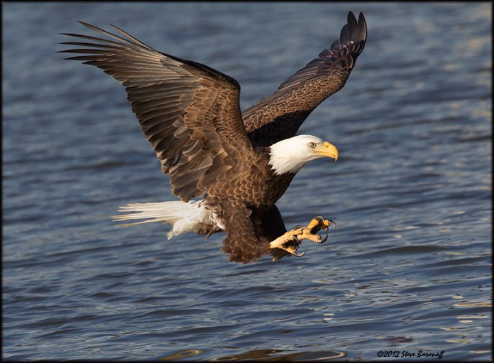 _2SB1870 american bald eagle.jpg